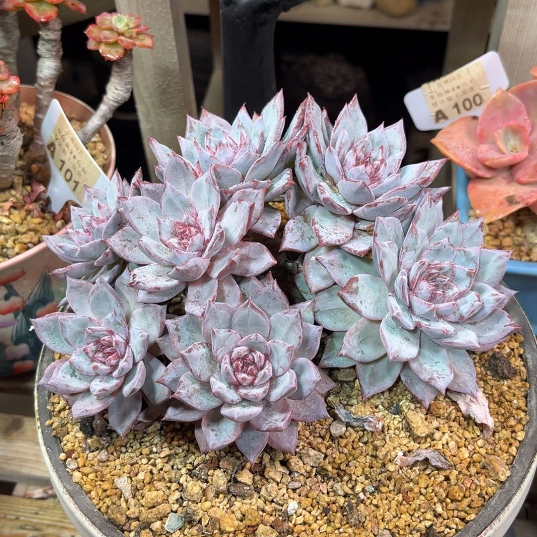 溏心粉蓝鸟朵朵缀多肉植物duinvnvn