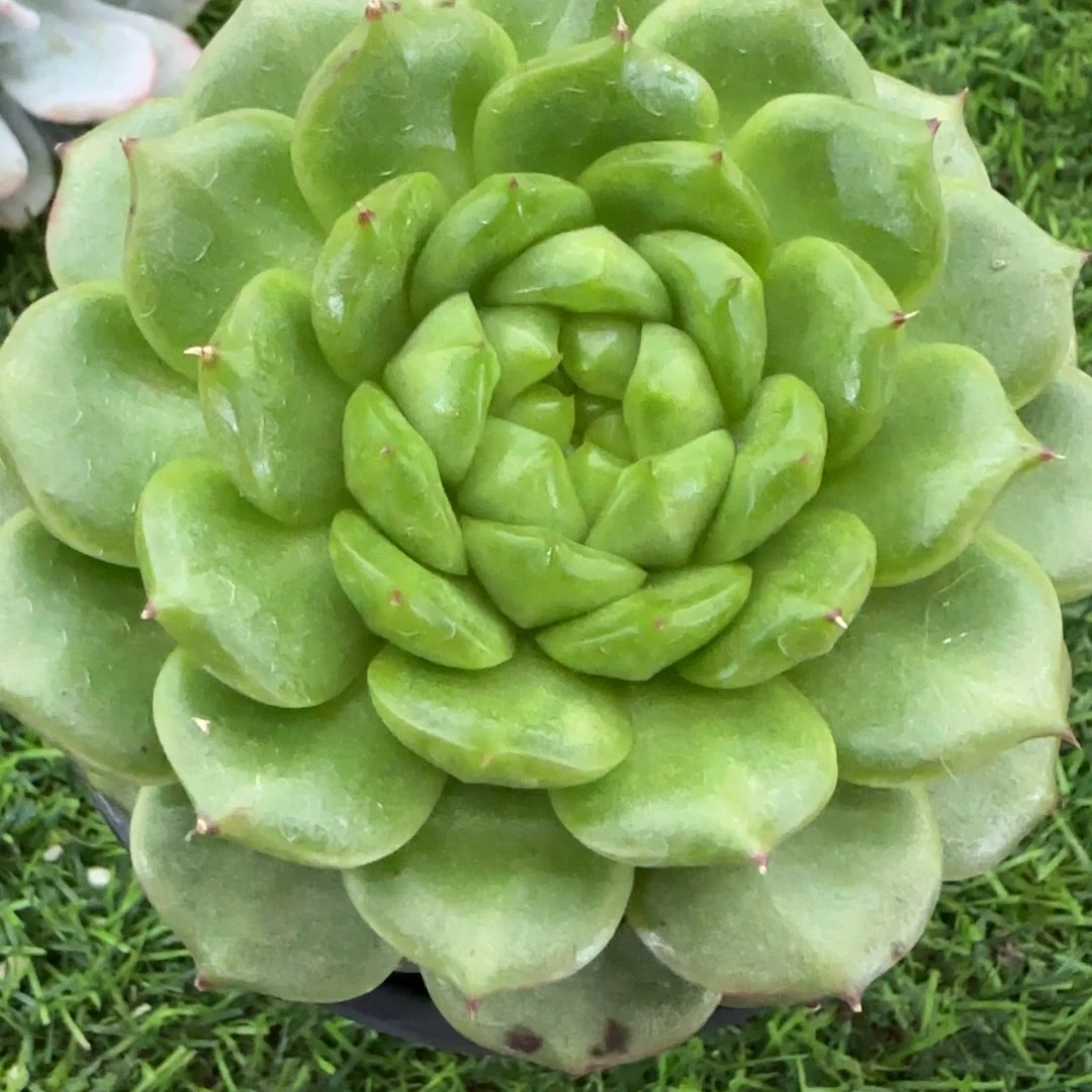 灯泡珍妮多肉植物