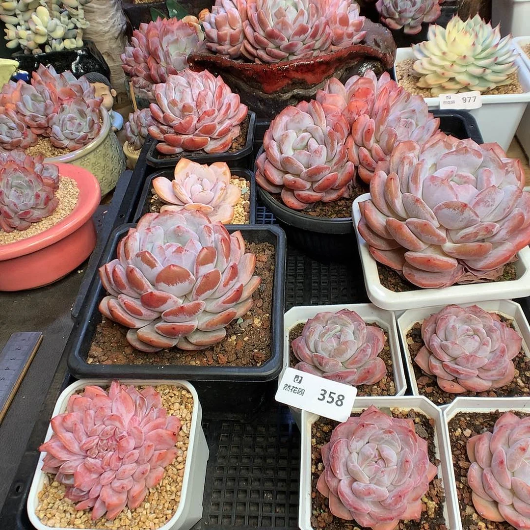 358多肉组合多肉植物6666