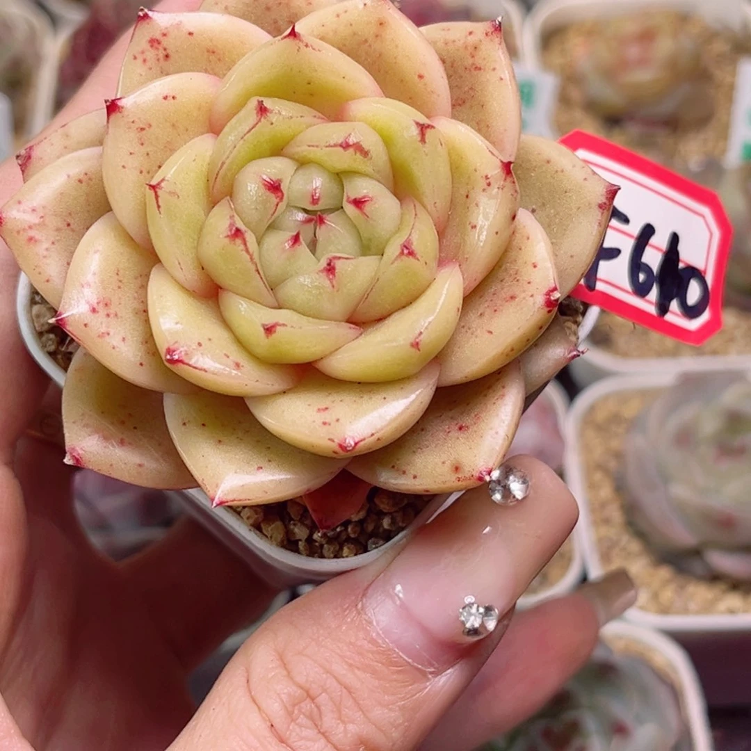 辛**月F610玉芷珍妮一物一拍