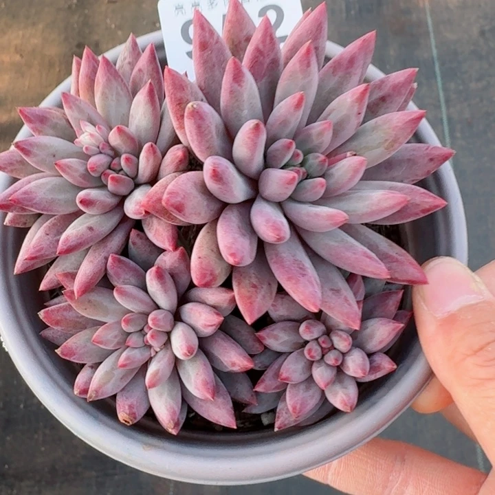 车厘子         精控精养多肉植物