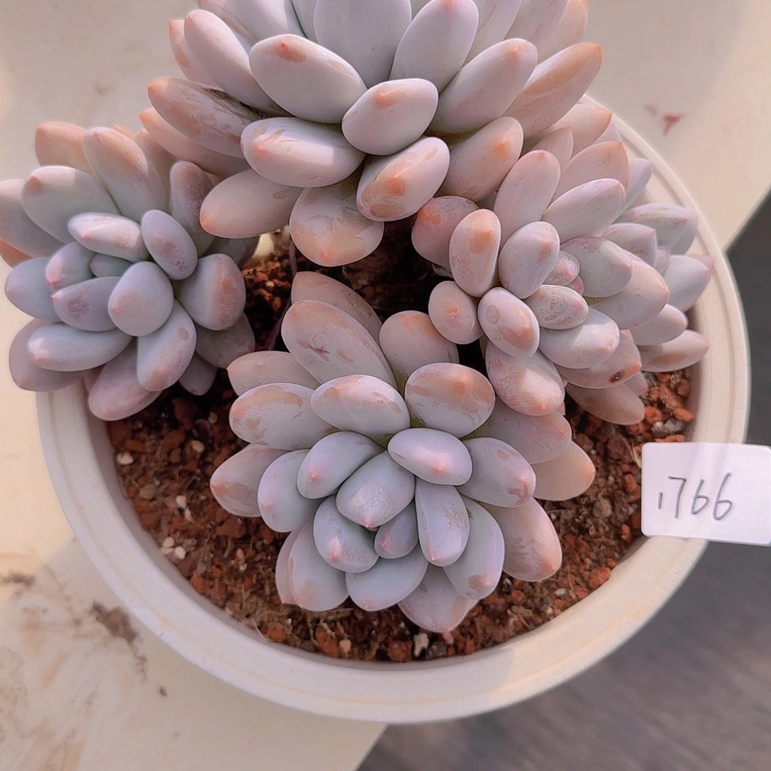 1766香水多肉植物