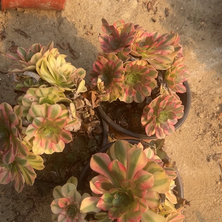 雨荷砍头母本桩三颗组量