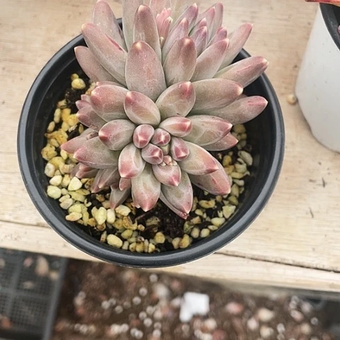 未*名松茸美人15.8一盆88888