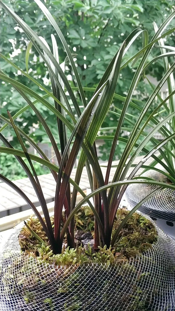 蕙兰红香妃朱金边艺资源