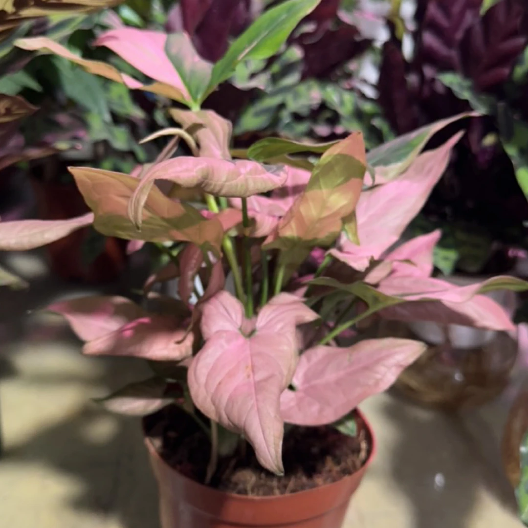 粉色合果芋耐热好养北欧风桌面水培盆栽净化空气花卉植物