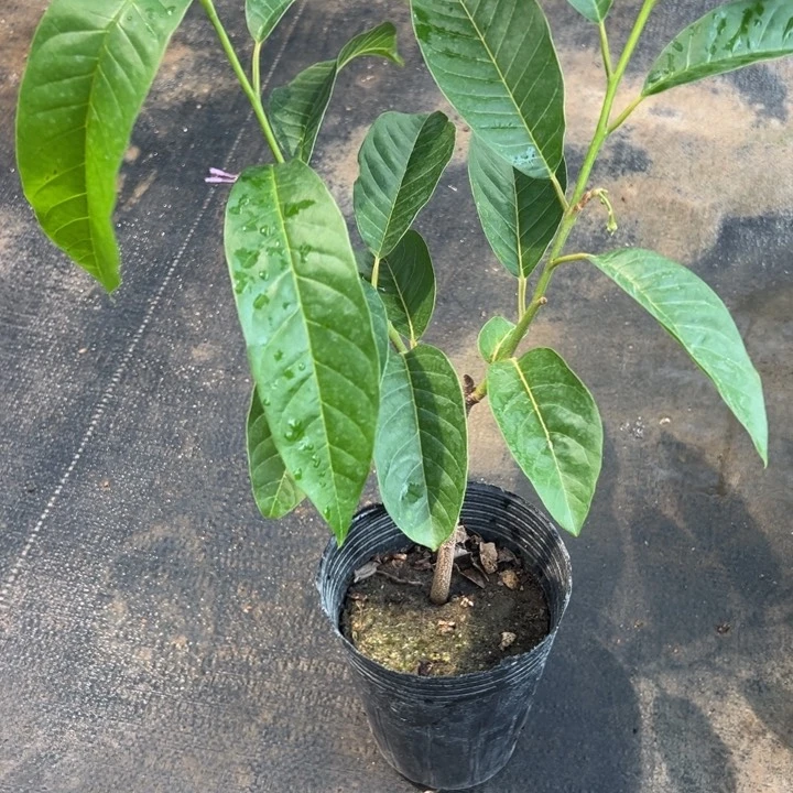 石***转天使2467899999999999