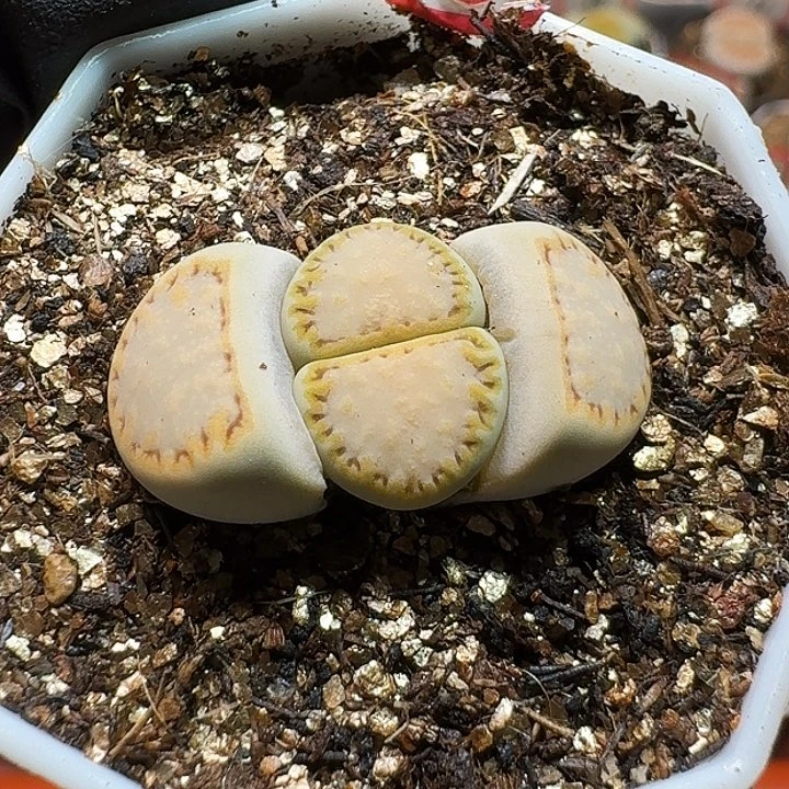 奶****❤生石花223/：//。   36