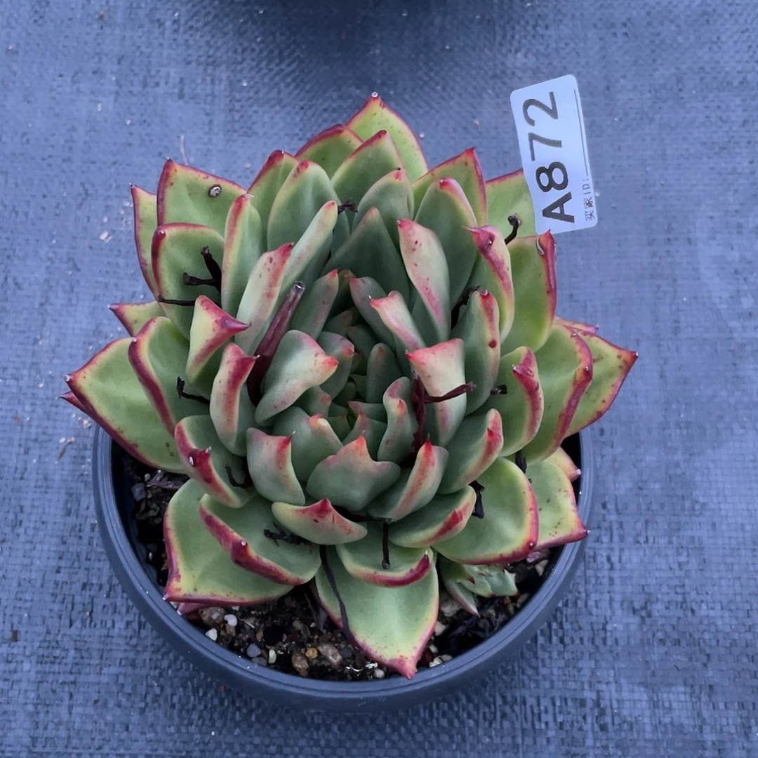 若如东云单拍A872