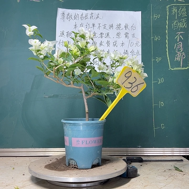 当前无花栽培后可以开花 白雪公主  936