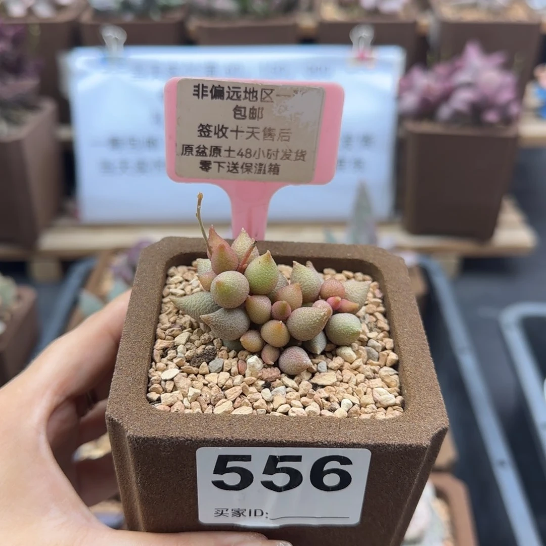 556小辣椒多肉植物