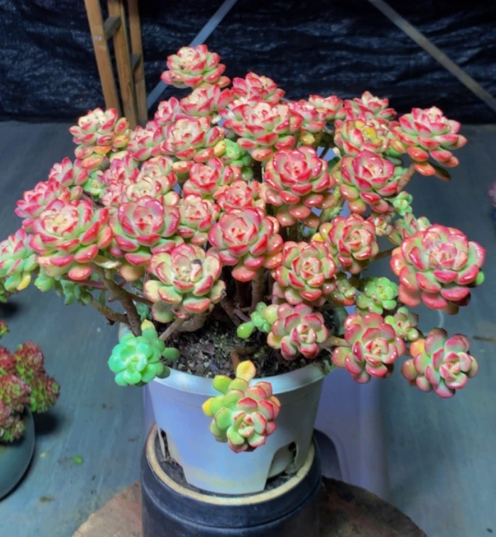 G 基地直发 精品老桩子探戈 带盆带土 适合新手