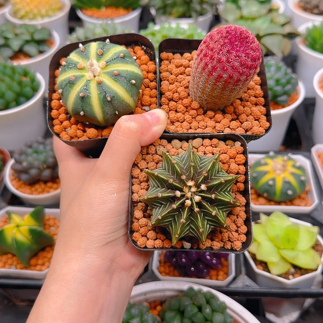 南瓜球，肋骨，红太阳，原盆