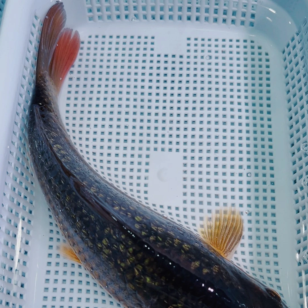 锦鲤锦鲤冷水鱼观赏148