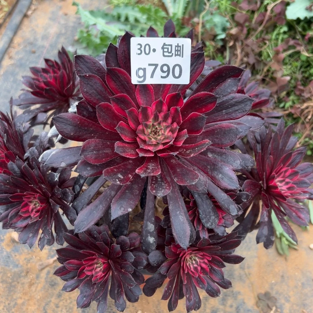 790黑天鹅多肉法师