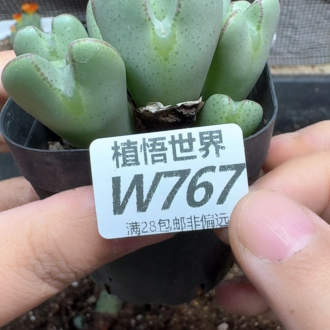 多肉植物的人生rgh