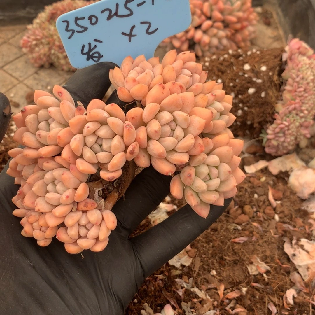 爱****哥350215-12冰淇淋2