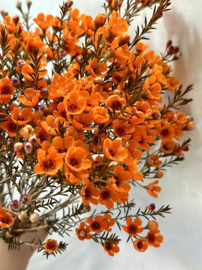 【腊梅黄色5支19.9】今天拍明天到，全场任意2单包邮！