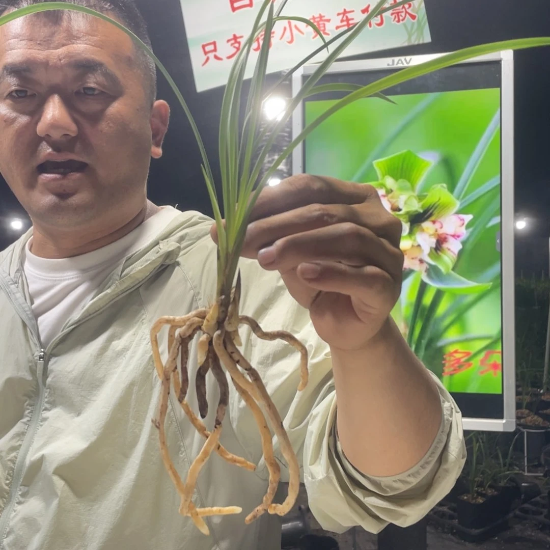 完全开放春兰多朵蝶2苗