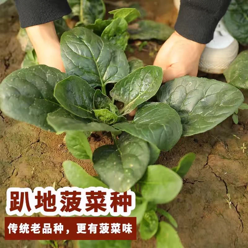 【趴地菠菜种子】四季趴地菠菜种子种籽菠菜种籽春秋冬四季种lz