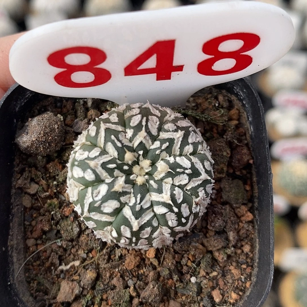 848v兜系列产品福利