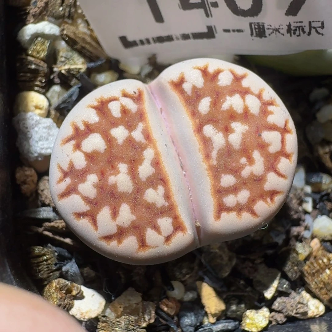 zzzz精品生石花1409