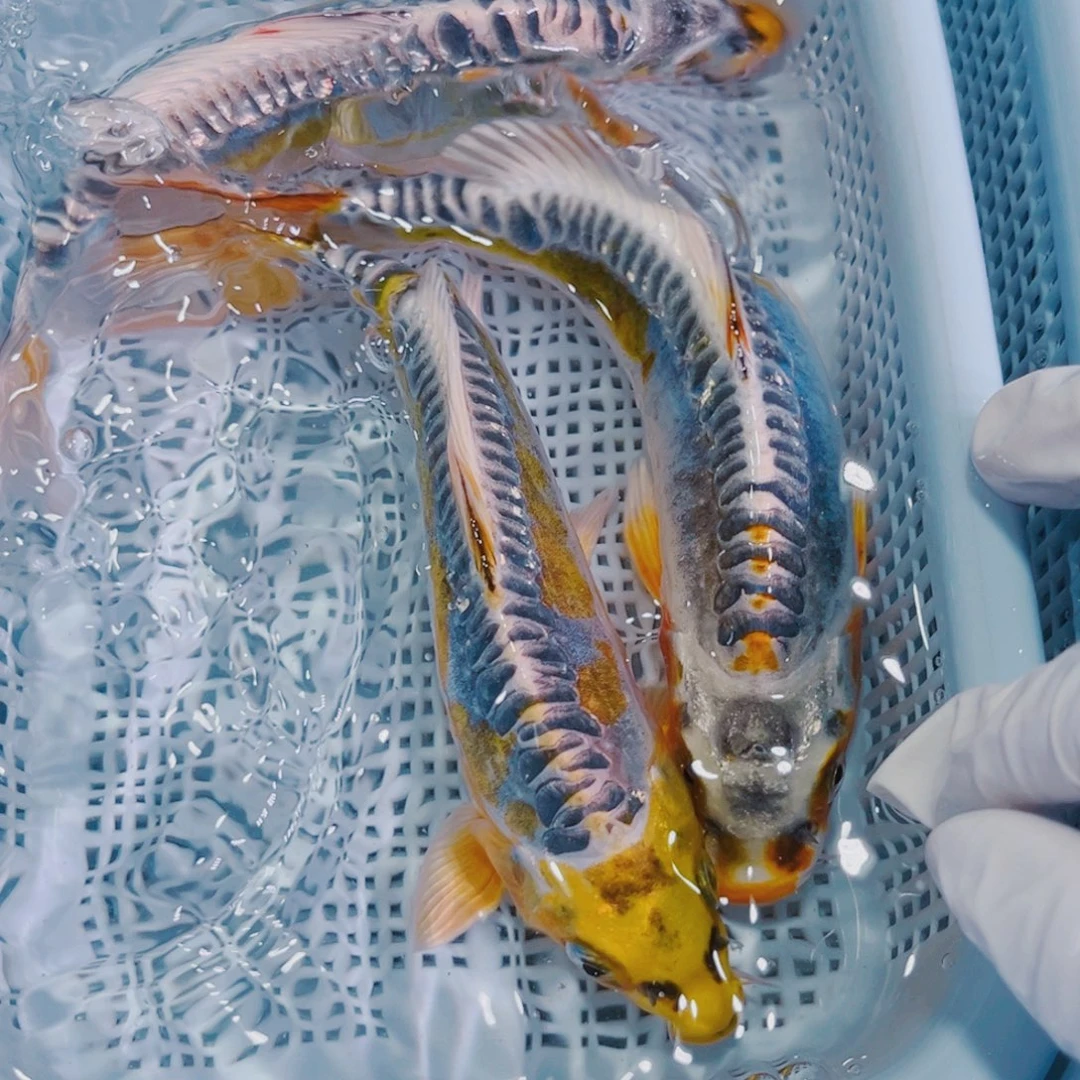 锦鲤锦鲤冷水观赏鱼140