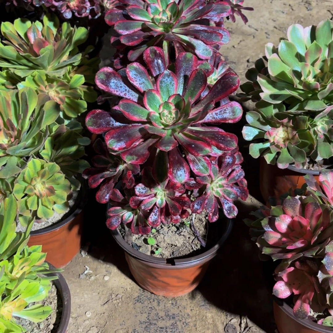 香奈儿9.9多肉植物