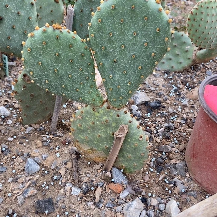 伯尔尼一棵三个老掌片粉花