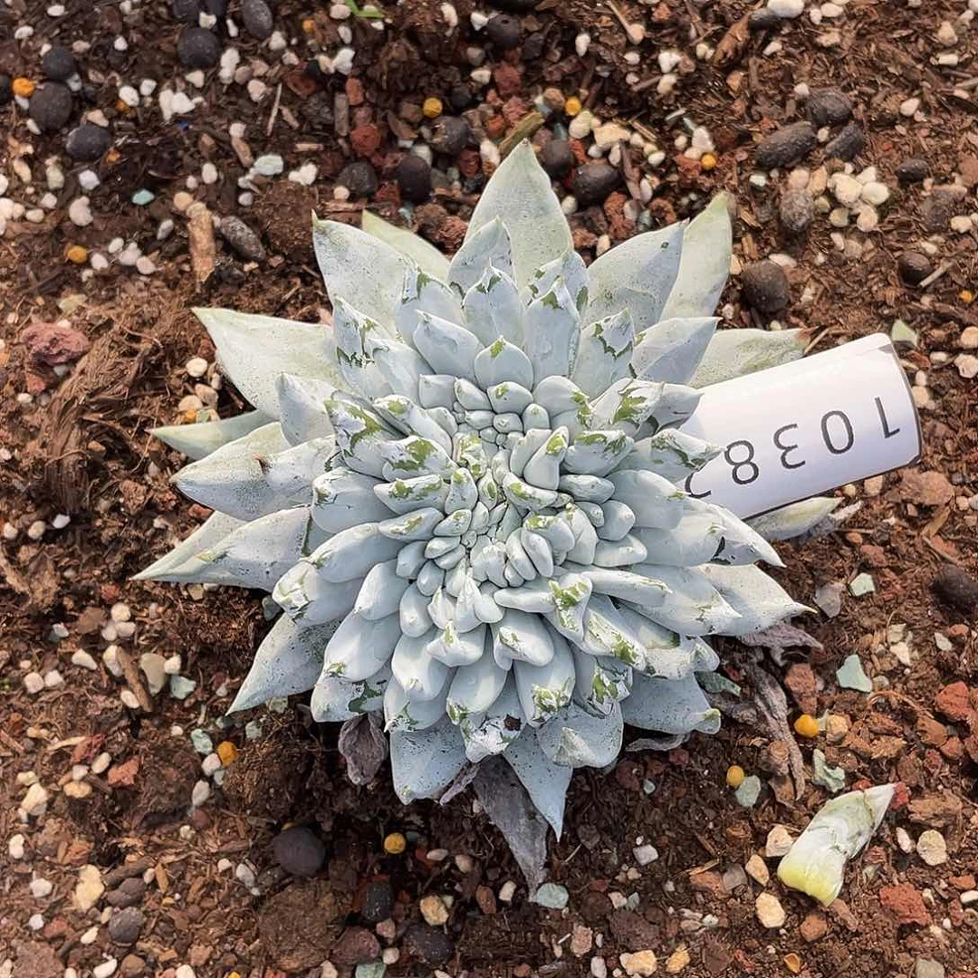 林*仪帕翠山缀化多头10382