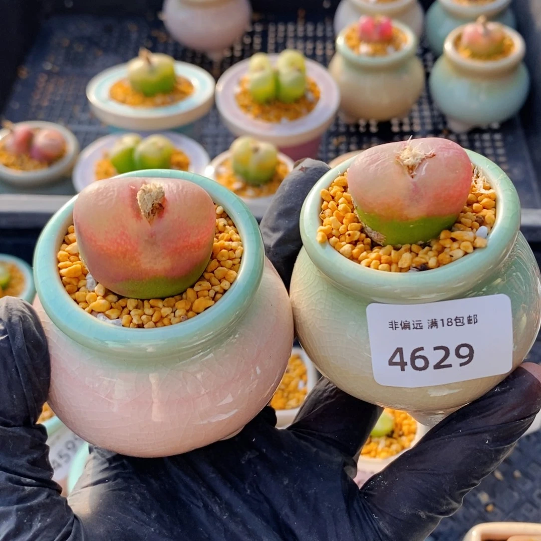 认****改4629-一物一拍 带盆 2盆