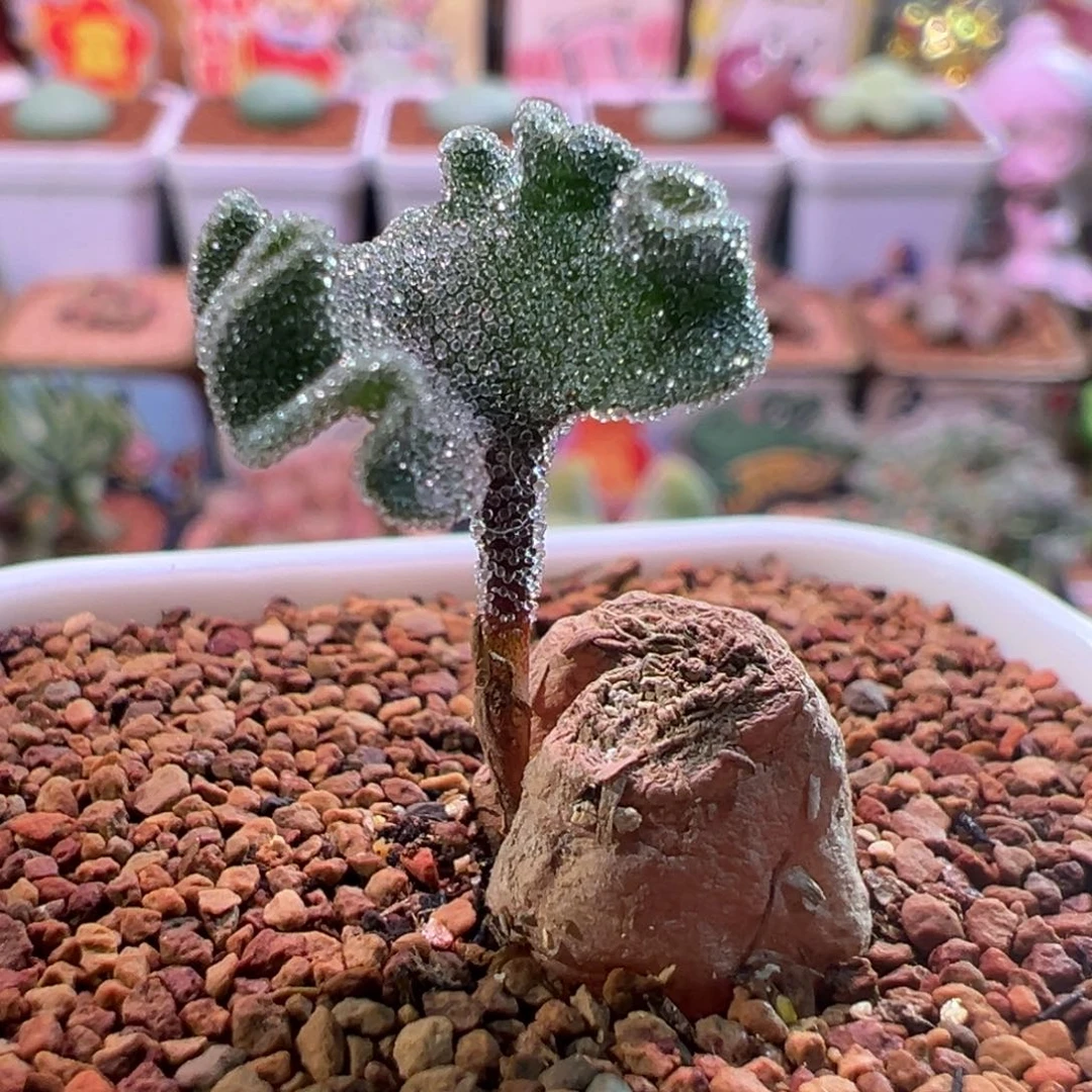 0455，冰晶海带，块根植物