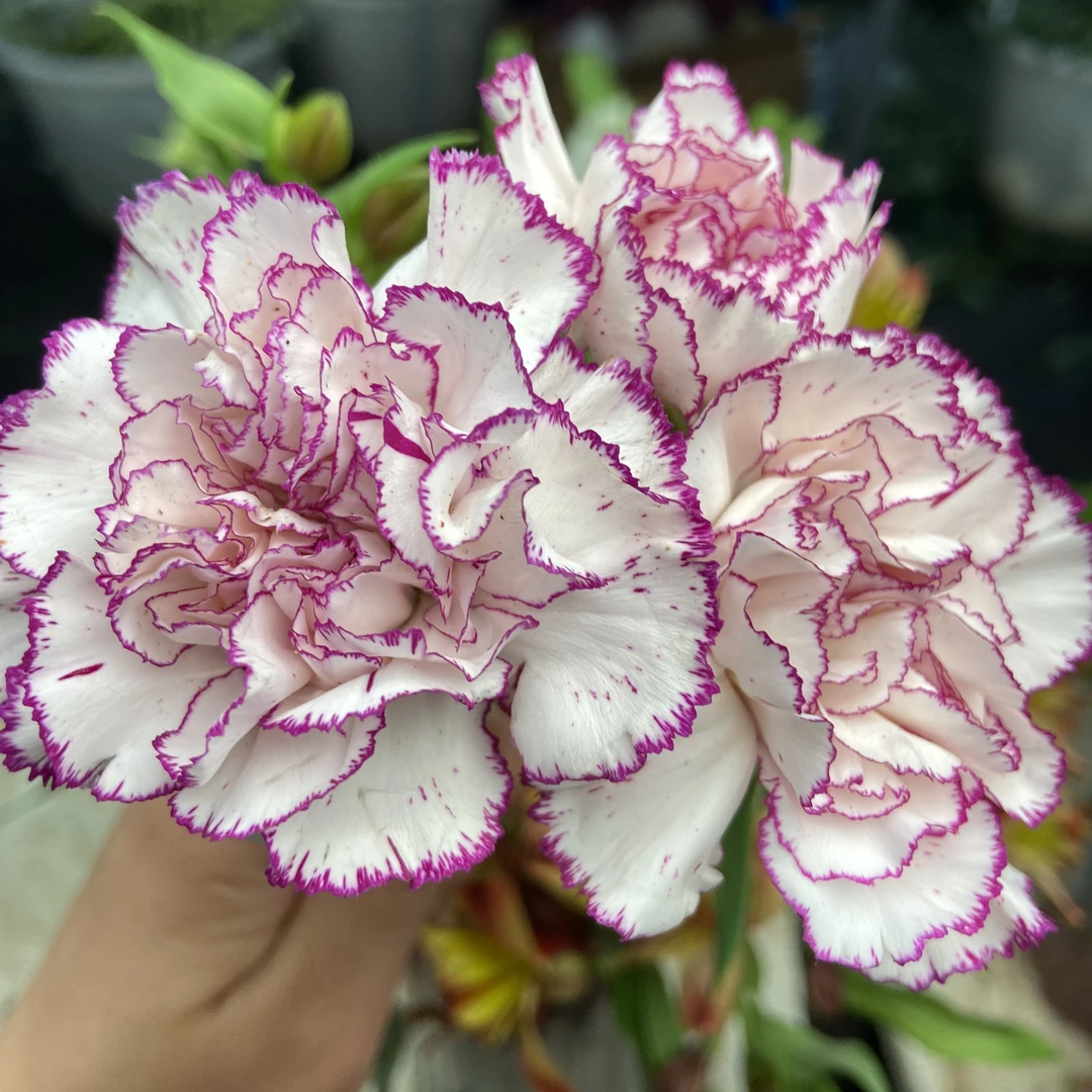 套餐07    吸色梦幻紫色小菊3支+紫色棒棒糖康乃馨10支