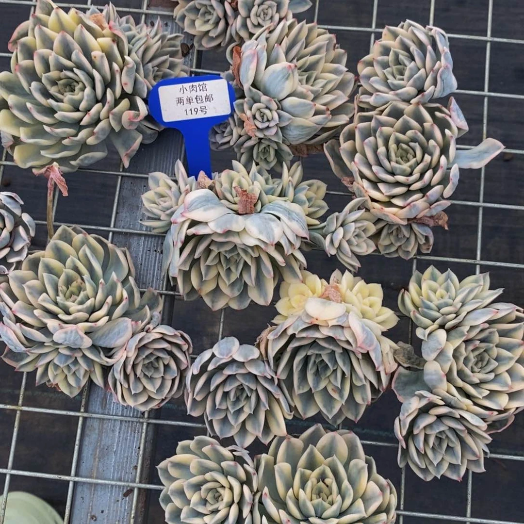 119-精品月亮仙子锦多头群福利一个