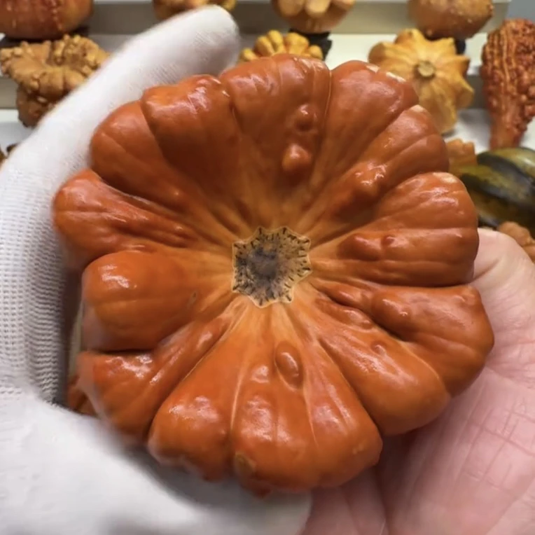 墨西哥七彩葫芦聚宝盆