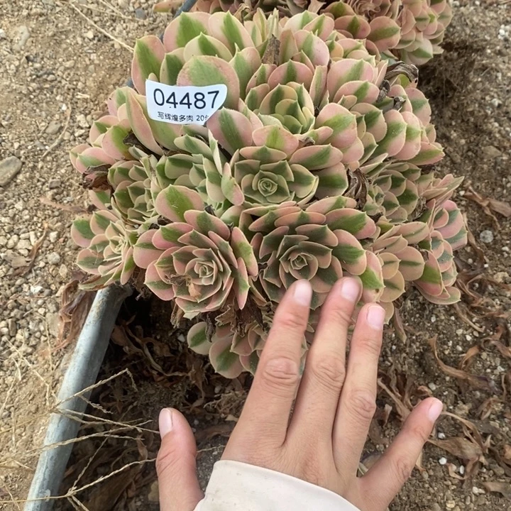 04487粉女巫多肉植物好