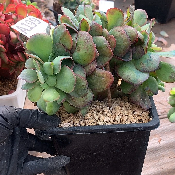 璐璐精品一物一拍