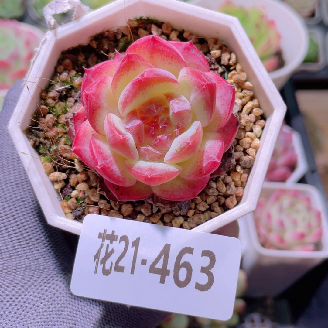 花利美21-463精选糖心