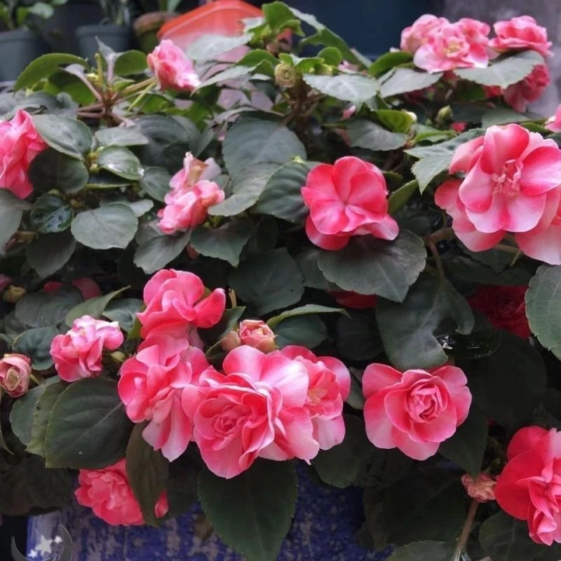 水梅花种子非洲重瓣凤仙花种籽耐寒花卉室内阳台庭院植物四季开花