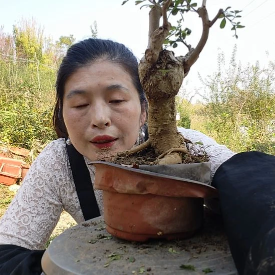 对节白蜡盆景之王