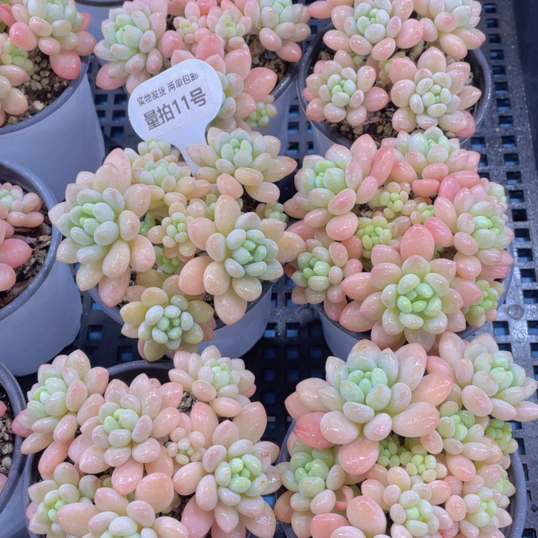 量拍11号 鱼子酱老桩多头群一个