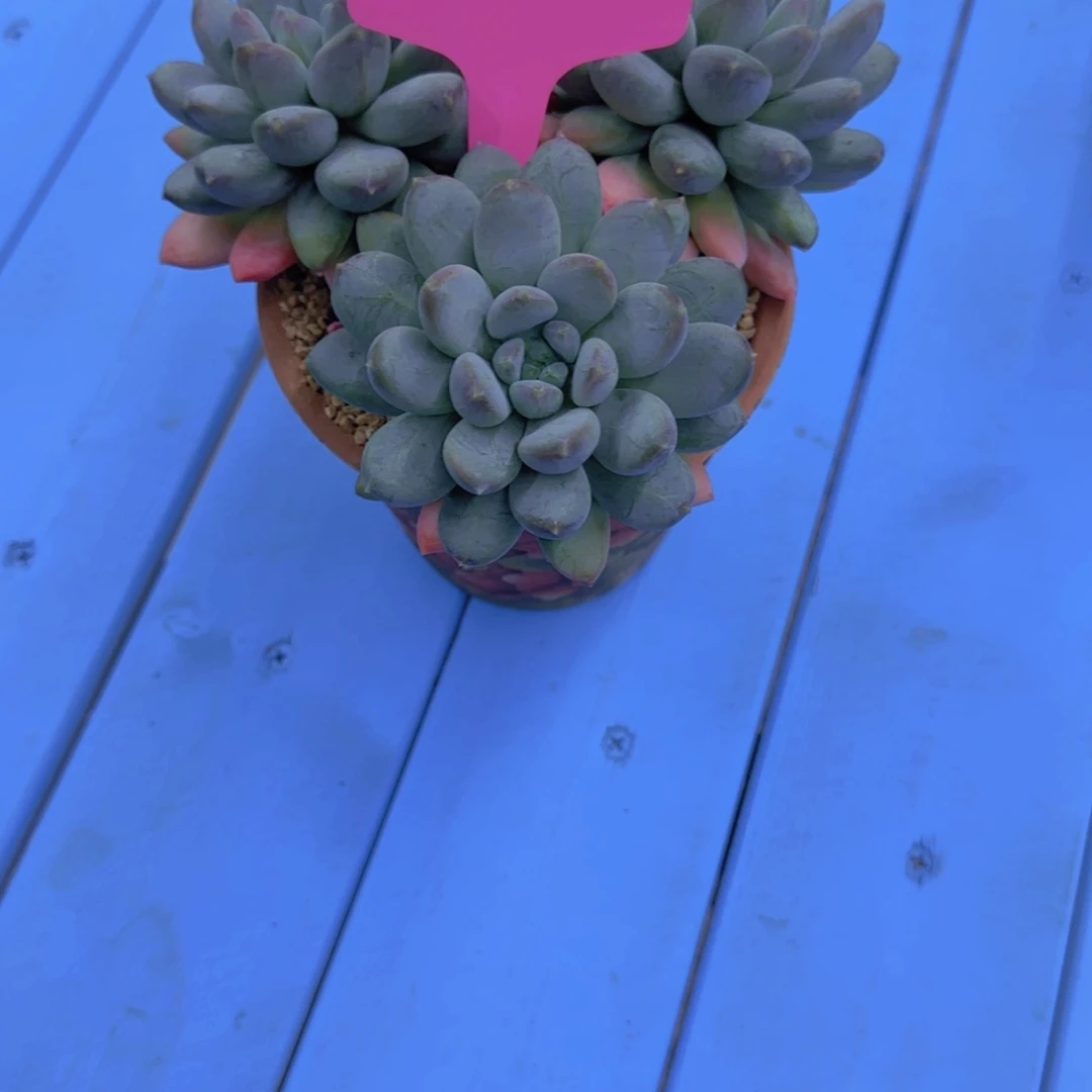 A***g0856983一物一拍多肉植物