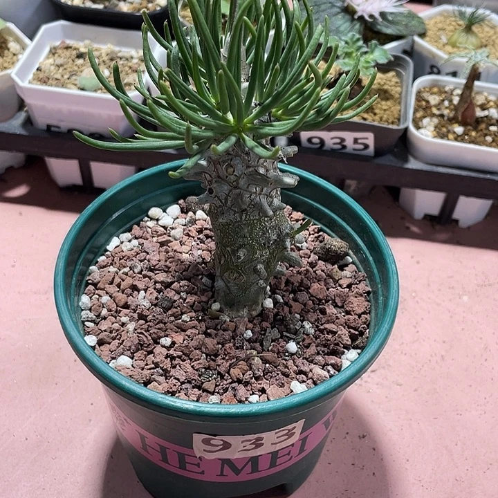 933钟馗奇峰锦块根