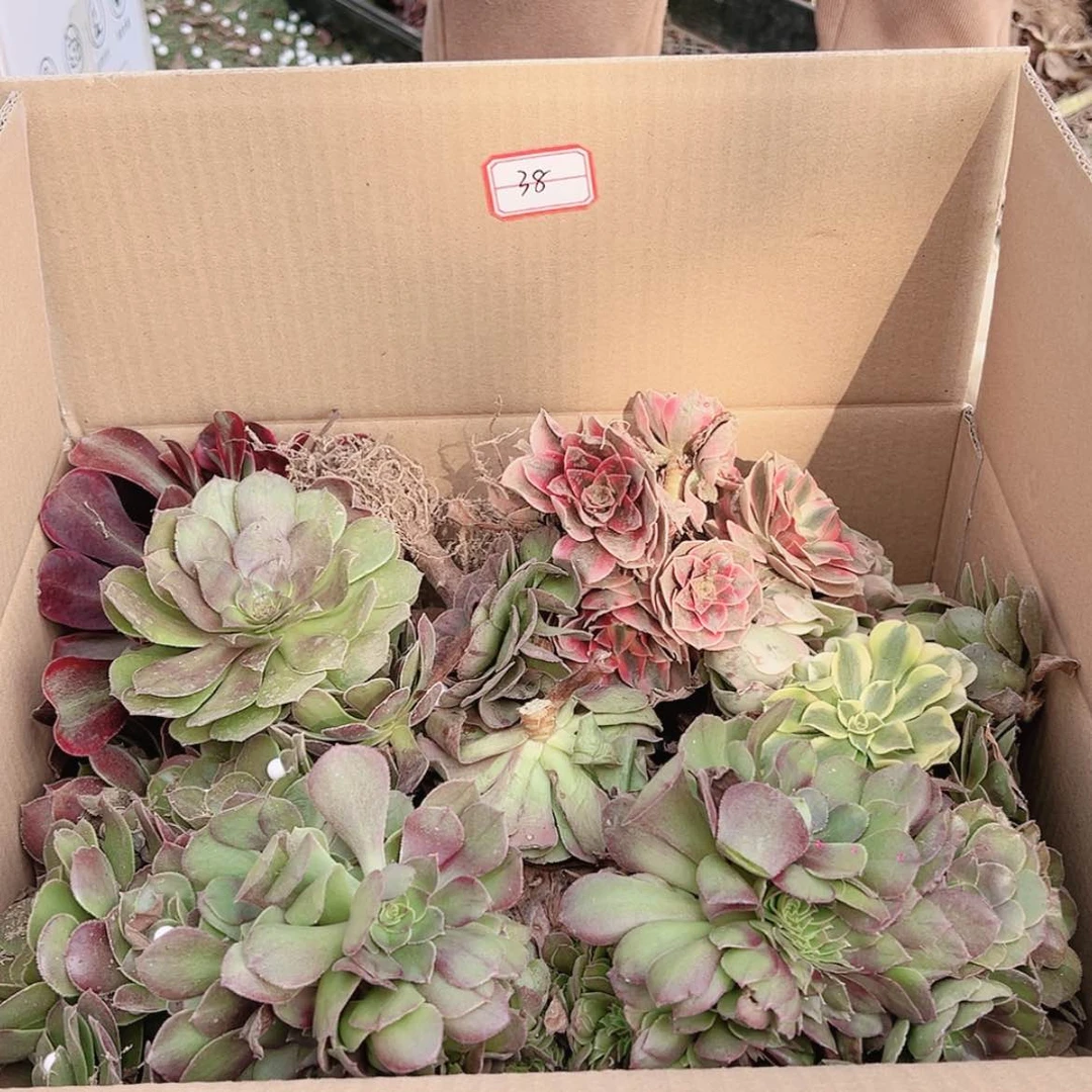 【闪购商品】无花朵芦*38号套餐无售后