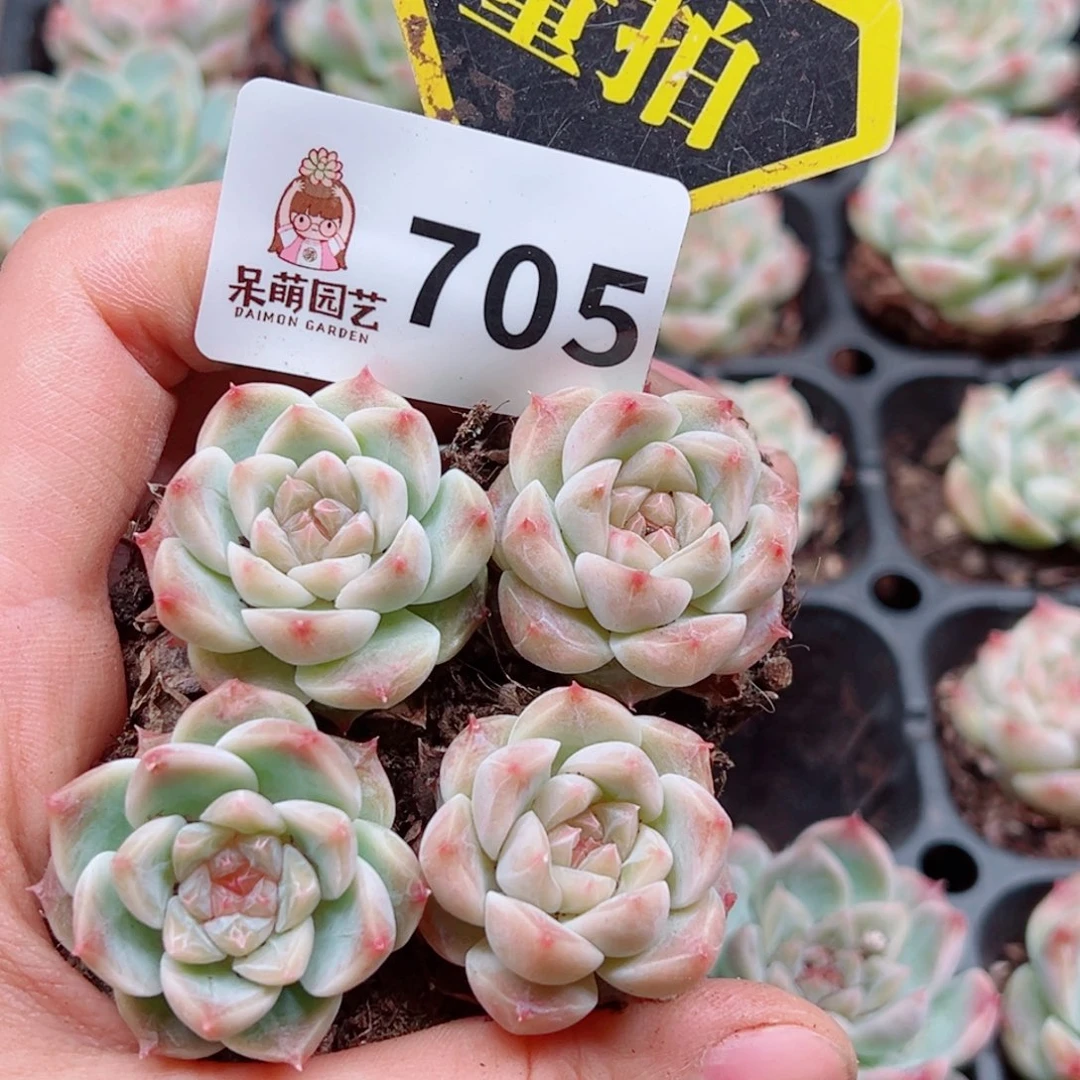 当前无花朵，栽培后可花朵