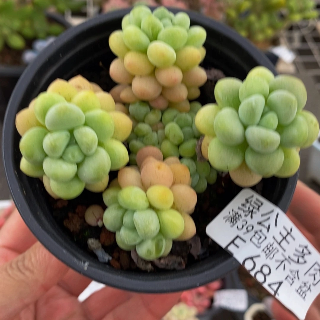 684洛可可7cm多肉