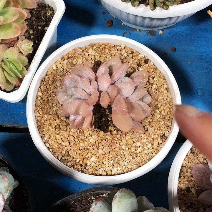 粉兔缀化多肉植物