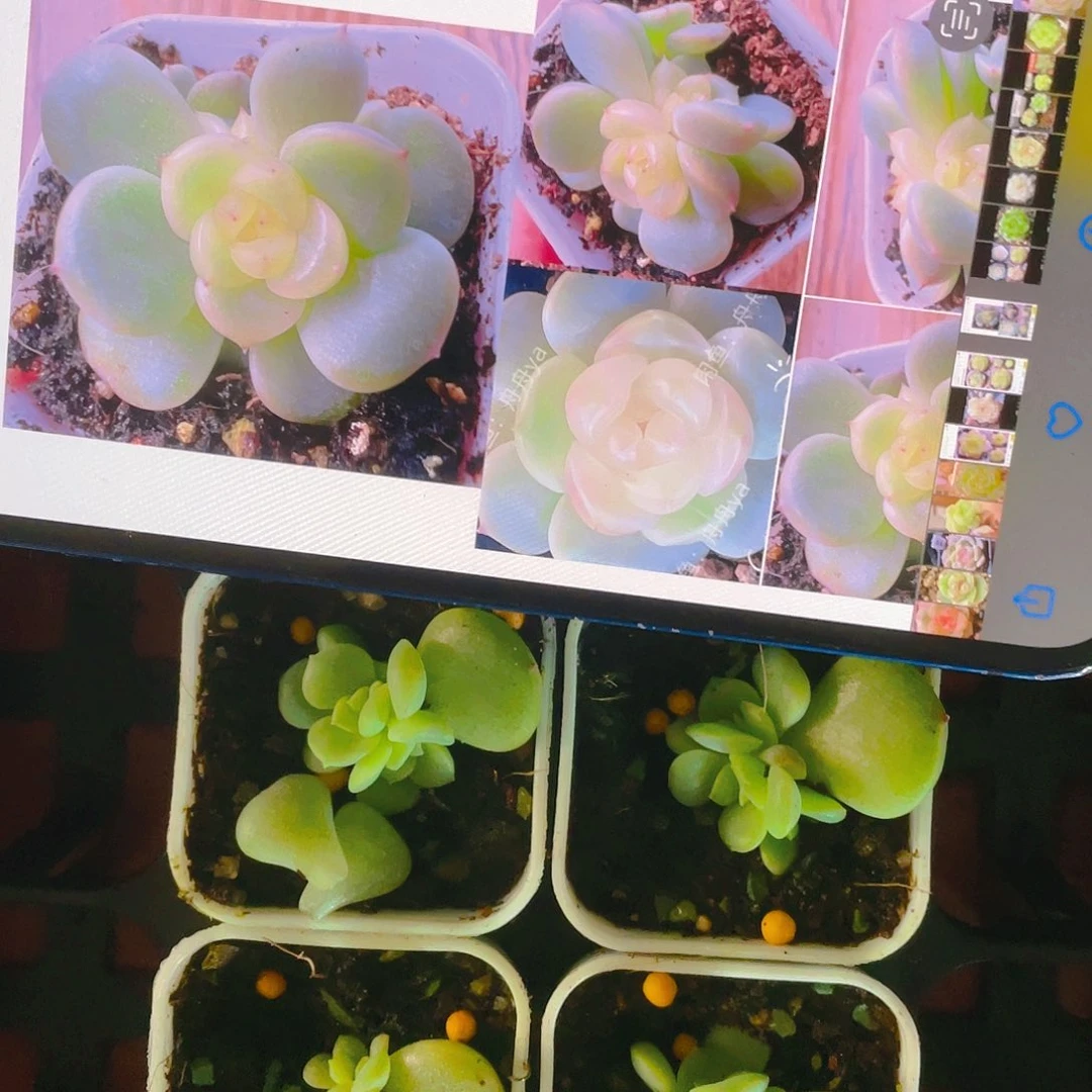 荔枝叶子一片一个满25包邮