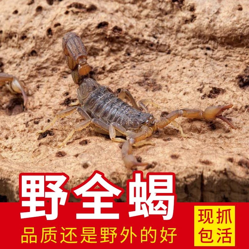蝎子活正宗沂蒙全蝎煲汤入药油炸泡酒药用蝎子食用宠物