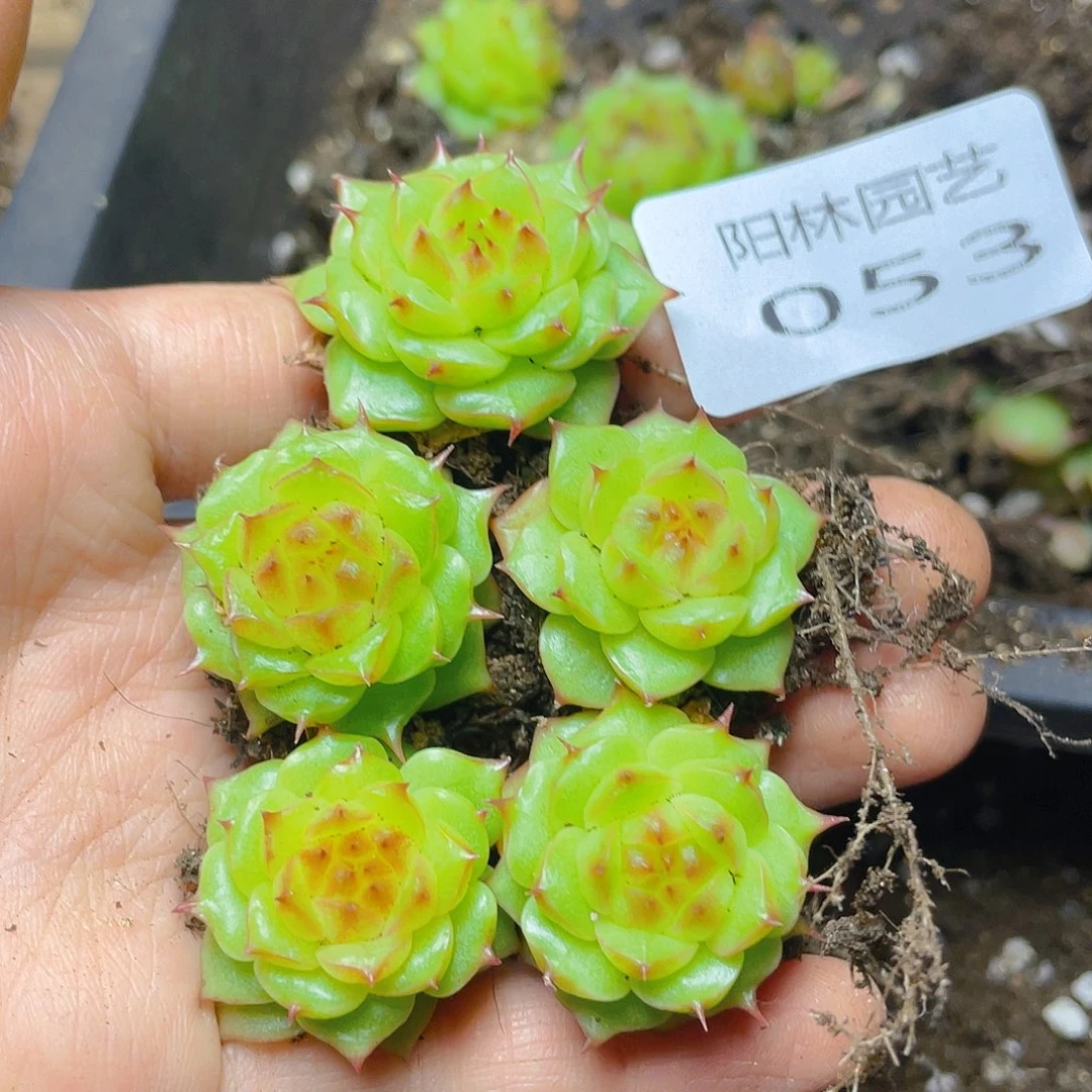 多肉植物多肉植物53
